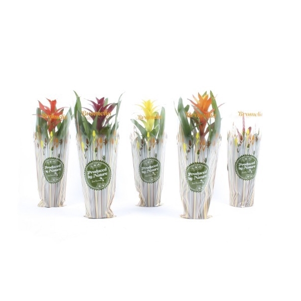 <h4>Bromelia mix in exclusieve autumn hoes</h4>