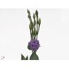 EUS G CROMA LAVENDER