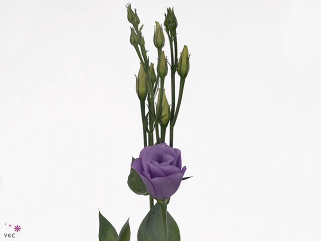 EUS G CROMA LAVENDER