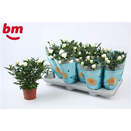 <h4>Rosa Jewel Wit</h4>