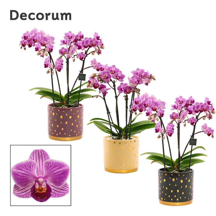 <h4>Phalaenopsis dazzling Dreamer 3-4 tak in Sparkle (Rich Love-coll</h4>