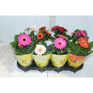 GERBERA P14 MIN 3 FLS