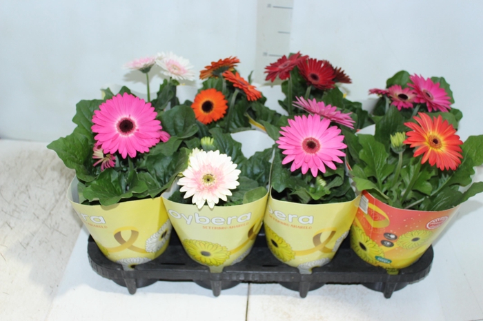 <h4>GERBERA P14 MIN 3 FLS</h4>