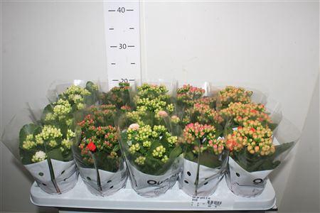 <h4>Kal Ge Gem 5 Kl</h4>