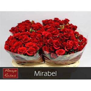R TR MIRABEL
