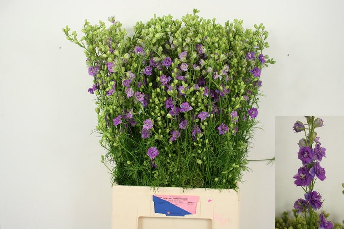 <h4>CONS R Q VIOLE LILAC</h4>