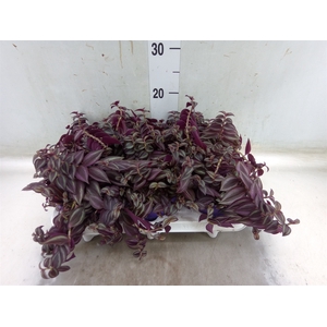 Tradescantia   ...