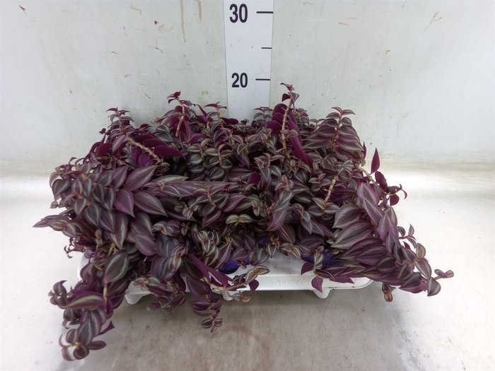 <h4>Tradescantia   ...</h4>