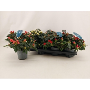 RHODO SI V GEM 4 SRT