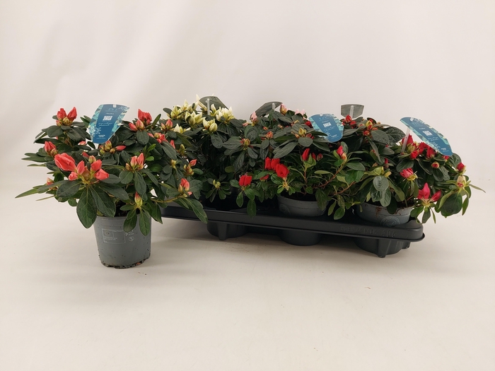 <h4>RHODO SI V GEM 4 SRT</h4>