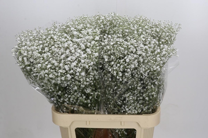 <h4>Gyps Xlence</h4>