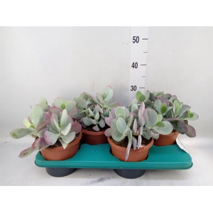 Cotyledon undulata