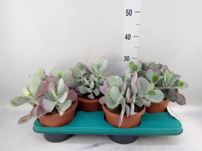 <h4>Cotyledon undulata</h4>