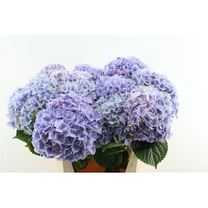 Hydr M My Minerva 80-22