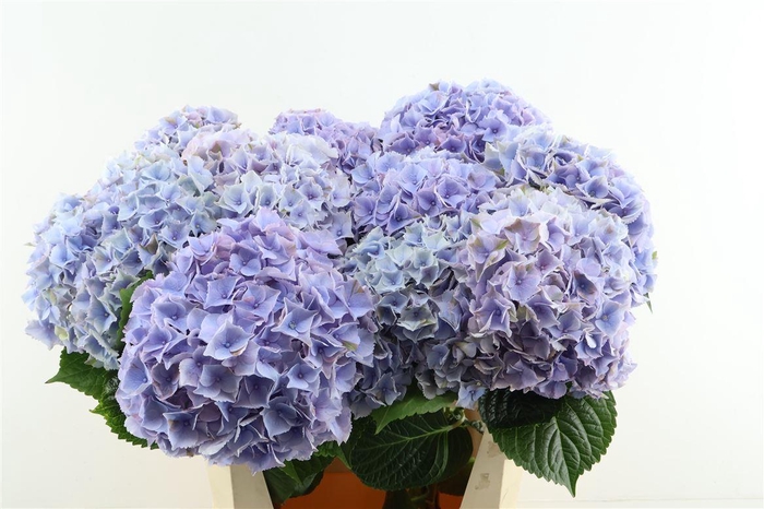 <h4>Hydr M My Minerva 80-22</h4>