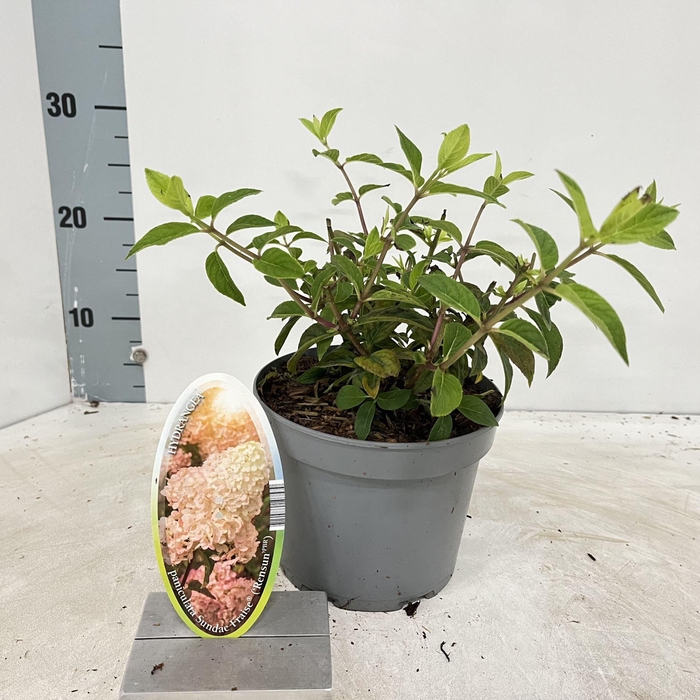 <h4>Hydrangea paniculata Sundae Fraise</h4>
