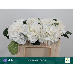 Hydrangea  'Schneeball'