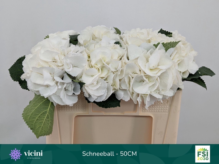 <h4>Hydrangea  'Schneeball'</h4>