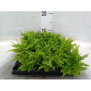 Nephrolepis exal.   ...