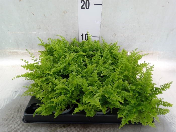<h4>Nephrolepis exal.   ...</h4>