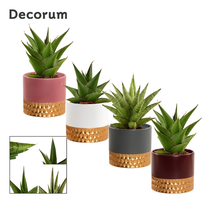 <h4>Sansevieria Crown mix 9 cm in Frederique (Rich love-collection)</h4>