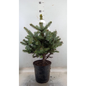 Picea pungens 'Super Blue'