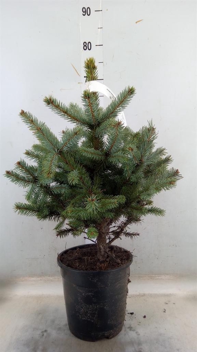 <h4>Picea pungens 'Super Blue'</h4>