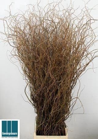 <h4>SALIX B TORTUOSA</h4>