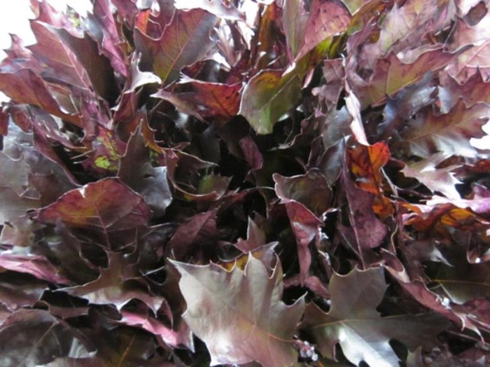 <h4>Querc Rubra Aubergine</h4>