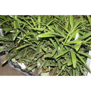 PALMEIRA RAPHIS P17