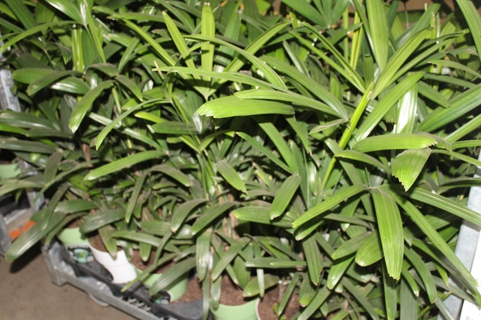 <h4>PALMEIRA RAPHIS P17</h4>