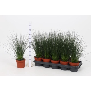 JUNCUS PENC GRASS