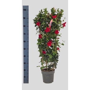 MANDE SUN RED