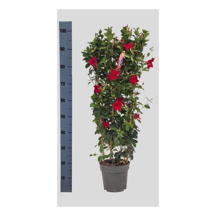 <h4>MANDE SUN RED</h4>