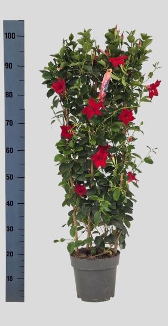 <h4>!! PROMO !! MANDE SUN RED P21 95CM</h4>