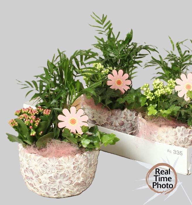 <h4>ARR KAMERPLANTEN H%</h4>
