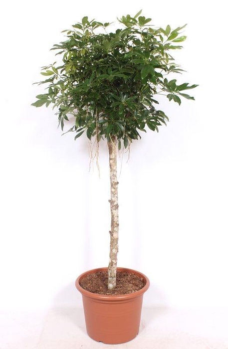 <h4>Schefflera arboricola 'Compacta'</h4>