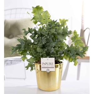 Phlebodium Davana in P&PURE Laryssa ceramics shiny gold