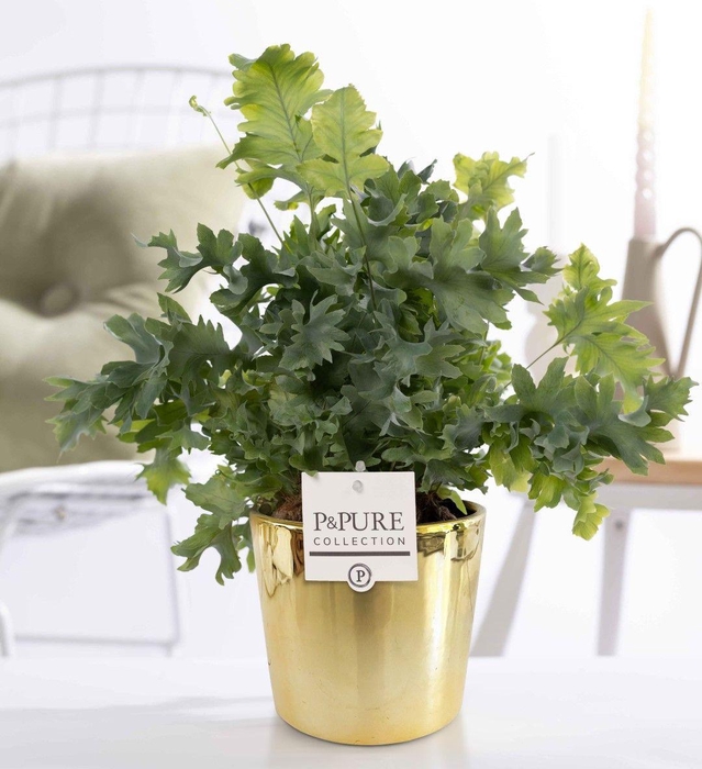 <h4>Phlebodium Davana in P&PURE Laryssa ceramics shiny gold</h4>