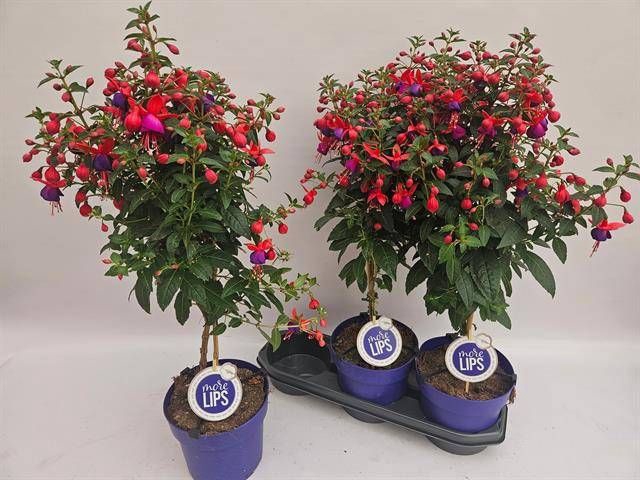 <h4>FUCHSIA OV</h4>