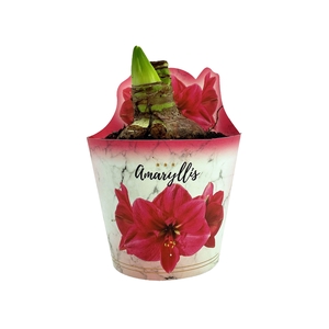 HIPPEAS EXTRA BOLERO P14