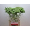 Ammi Vis Green Mist 70cm