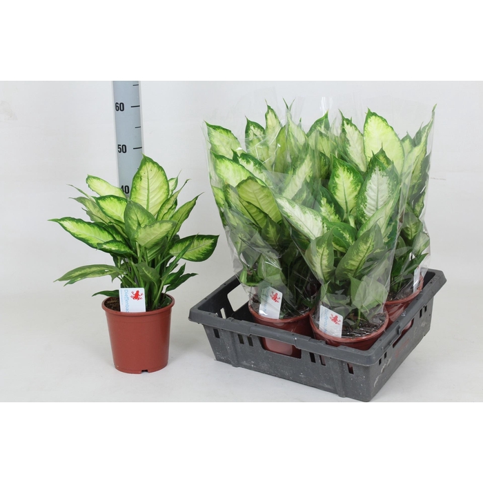 <h4>DIEFF CAMILLA</h4>