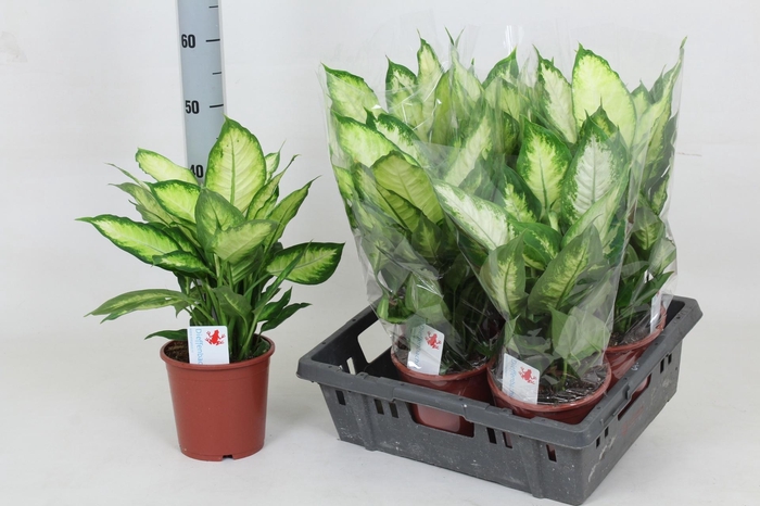 <h4>DIEFF CAMILLA</h4>