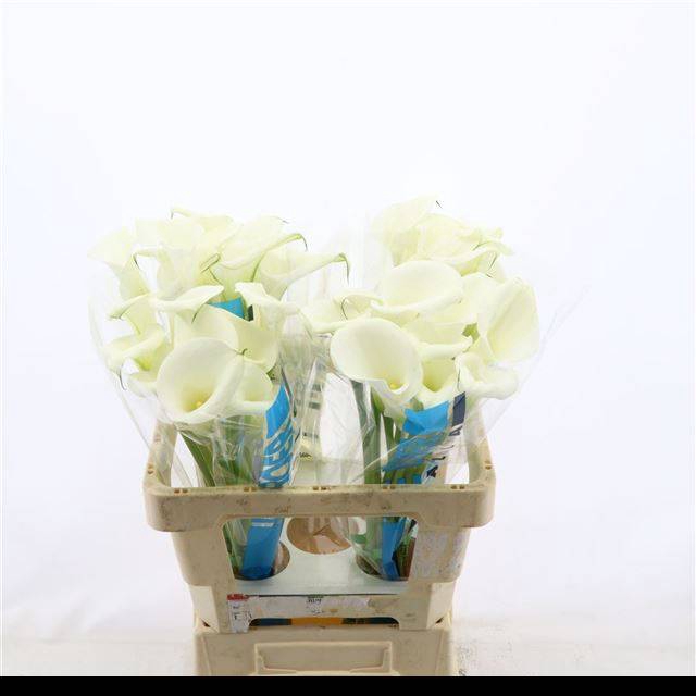 <h4>ZANT WHITE ART</h4>