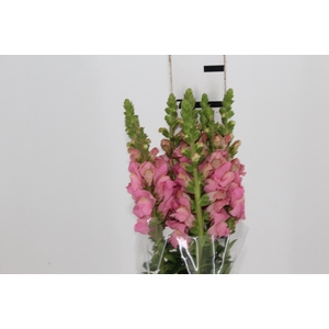 BOCA DE LEAO CALIMA PINK 070 CM PIN