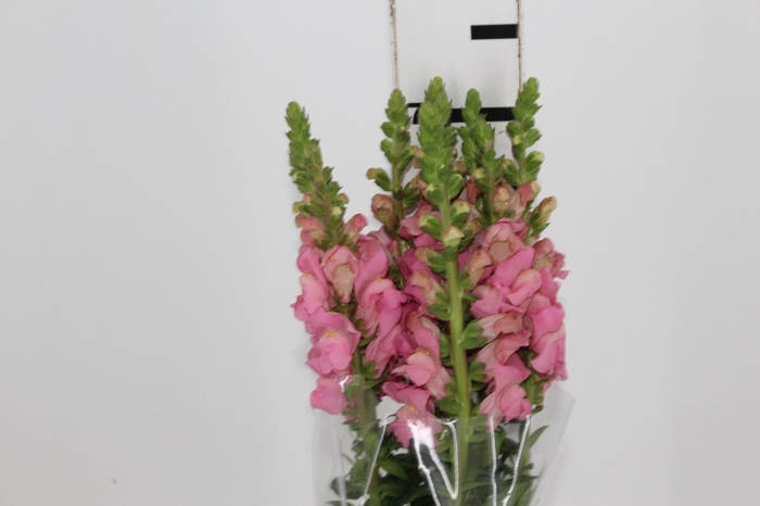 <h4>BOCA DE LEAO CALIMA PINK 070 CM PIN</h4>