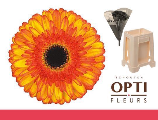 <h4>Gerbera Spotlight Water / Hoes</h4>