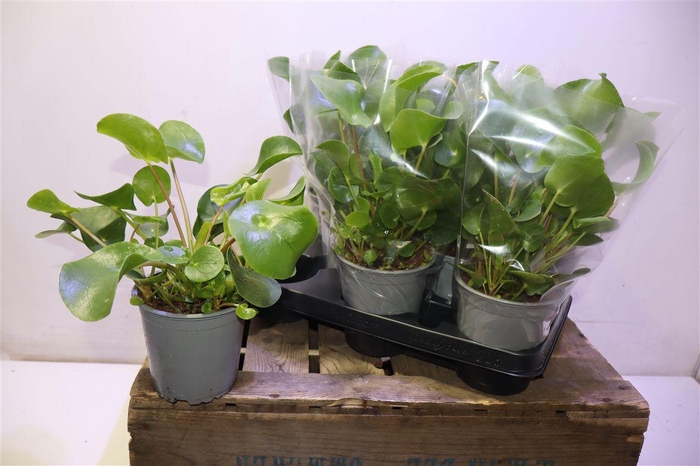 <h4>Pilea Peperomioides</h4>