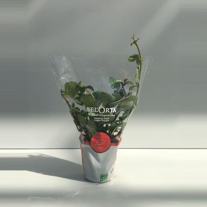 <h4>Munt Chocolade P9</h4>